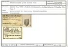 Karteikarte zum Holotyp von Frondicularia pyrum Karrer, 1870